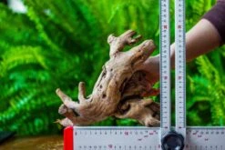 Driftwood For Moss Terrarium, Miniature, Micro Landscape, H022 -Ncyp Garden Sale Shop IMG 7423