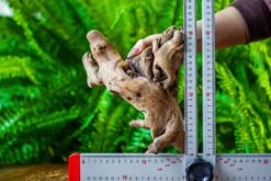 Driftwood For Moss Terrarium, Miniature, Micro Landscape, H022 -Ncyp Garden Sale Shop IMG 7424