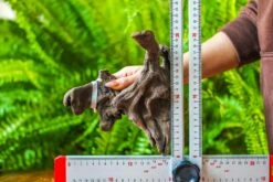 Driftwood For Moss Terrarium, Miniature, Micro Landscape, H019 -Ncyp Garden Sale Shop IMG 7429