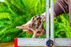 Driftwood For Moss Terrarium, Miniature, Micro Landscape, H015 -Ncyp Garden Sale Shop IMG 7434