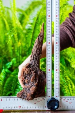 Driftwood For Moss Terrarium, Miniature, Micro Landscape, H017 -Ncyp Garden Sale Shop IMG 7438