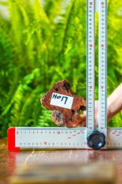 Driftwood For Moss Terrarium, Miniature, Micro Landscape, H017 -Ncyp Garden Sale Shop IMG 7439