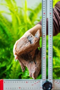 Driftwood For Moss Terrarium, Miniature, Micro Landscape, H008 -Ncyp Garden Sale Shop IMG 7449