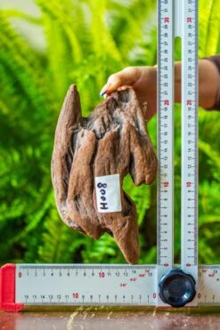 Driftwood For Moss Terrarium, Miniature, Micro Landscape, H008 -Ncyp Garden Sale Shop IMG 7451