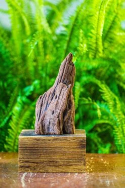 Driftwood For Moss Terrarium, Miniature, Micro Landscape, H011 -Ncyp Garden Sale Shop IMG 7465 f93b7c04 102b 41bc ba60 b5a199cbbe97