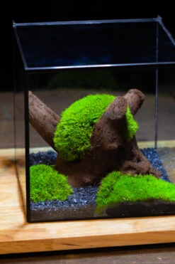 Preserved Forever Leucobryum Moss Cushion Moss , Natural Green 20x50cm, For DIY Moss Terrarium, Miniature, Centerpiece, Micro Landscape, No Maintenence -Ncyp Garden Sale Shop IMG 7477