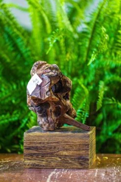 Driftwood For Moss Terrarium, Miniature, Micro Landscape, H005 -Ncyp Garden Sale Shop IMG 7532