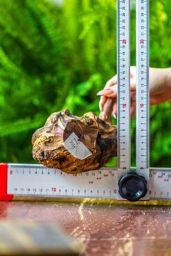 Driftwood For Moss Terrarium, Miniature, Micro Landscape, H005 -Ncyp Garden Sale Shop IMG 7534