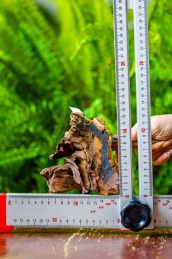 Driftwood For Moss Terrarium, Miniature, Micro Landscape, 7023 -Ncyp Garden Sale Shop IMG 7550 bd2f1fa7 58ef 4ab4 9f03 3999f76df36c