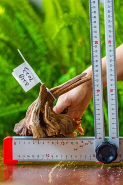 Driftwood For Moss Terrarium, Miniature, Micro Landscape, 7023 -Ncyp Garden Sale Shop IMG 7551