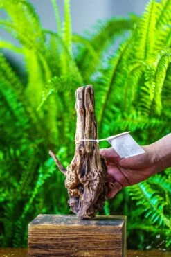Driftwood For Moss Terrarium, Miniature, Micro Landscape, 7025 -Ncyp Garden Sale Shop IMG 7564