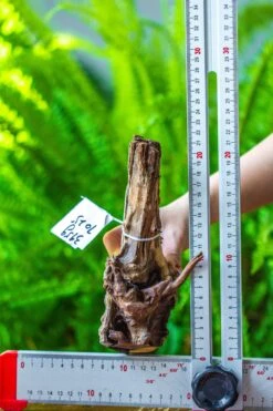 Driftwood For Moss Terrarium, Miniature, Micro Landscape, 7025 -Ncyp Garden Sale Shop IMG 7566