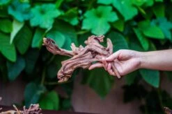 Natural Driftwood Roots Bag For Moss Terrarium Succulents Air Plants Reptile Miniature Habitat -Ncyp Garden Sale Shop IMG 7569 1