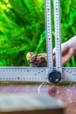 Driftwood For Moss Terrarium, Miniature, Micro Landscape, 7019 -Ncyp Garden Sale Shop IMG 7570