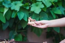 Natural Driftwood Roots Bag For Moss Terrarium Succulents Air Plants Reptile Miniature Habitat -Ncyp Garden Sale Shop IMG 7571