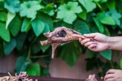 Natural Driftwood Roots Bag For Moss Terrarium Succulents Air Plants Reptile Miniature Habitat -Ncyp Garden Sale Shop IMG 7573