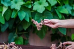 Natural Driftwood Roots Bag For Moss Terrarium Succulents Air Plants Reptile Miniature Habitat -Ncyp Garden Sale Shop IMG 7576