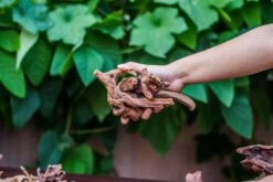 Natural Driftwood Roots Bag For Moss Terrarium Succulents Air Plants Reptile Miniature Habitat -Ncyp Garden Sale Shop IMG 7578