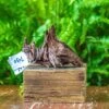 Driftwood For Moss Terrarium, Miniature, Micro Landscape, 7030