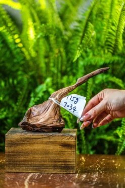 Driftwood For Moss Terrarium, Miniature, Micro Landscape, 7034 -Ncyp Garden Sale Shop IMG 7598