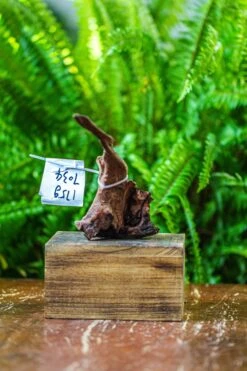 Driftwood For Moss Terrarium, Miniature, Micro Landscape, 7034 -Ncyp Garden Sale Shop IMG 7599 e1c0be65 53b6 45a5 a846 8d9ae044a02e