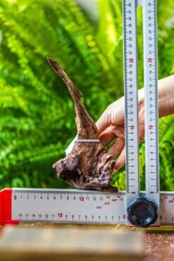 Driftwood For Moss Terrarium, Miniature, Micro Landscape, 7034 -Ncyp Garden Sale Shop IMG 7601 1e01516f 7f83 4b78 a6ae 3f06630f230f