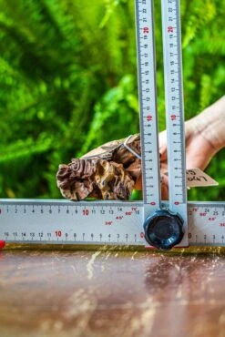 Driftwood For Moss Terrarium, Miniature, Micro Landscape, 7047 -Ncyp Garden Sale Shop IMG 7611 e4ad8b39 d56d 4a88 9fbb 00a1c5ce0039