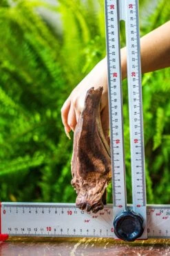 Driftwood For Moss Terrarium, Miniature, Micro Landscape, 7047 -Ncyp Garden Sale Shop IMG 7612