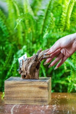 Driftwood For Moss Terrarium, Miniature, Micro Landscape, 7050 -Ncyp Garden Sale Shop IMG 7620