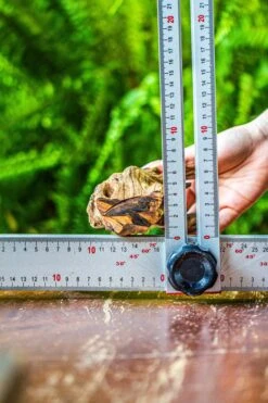 Driftwood For Moss Terrarium, Miniature, Micro Landscape, 7050 -Ncyp Garden Sale Shop IMG 7621