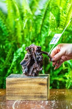 Driftwood For Moss Terrarium, Miniature, Micro Landscape, 7041 -Ncyp Garden Sale Shop IMG 7625