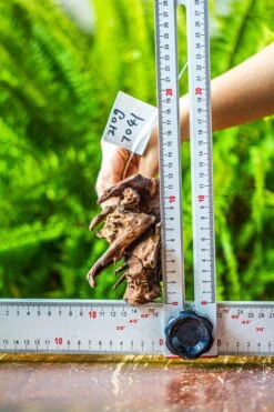 Driftwood For Moss Terrarium, Miniature, Micro Landscape, 7041 -Ncyp Garden Sale Shop IMG 7627