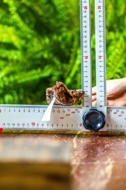 Driftwood For Moss Terrarium, Miniature, Micro Landscape, 7029 -Ncyp Garden Sale Shop IMG 7631 3335b4e9 dc12 4722 9380 dcd28839fb55