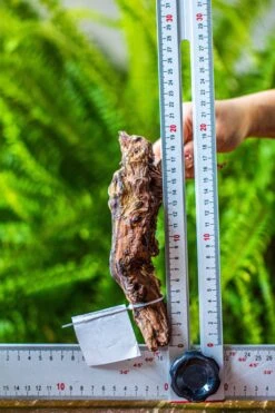 Driftwood For Moss Terrarium, Miniature, Micro Landscape, 7029 -Ncyp Garden Sale Shop IMG 7632 cc159366 40cc 478a 8e69 329eebca2b62