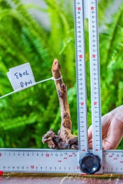 Driftwood For Moss Terrarium, Miniature, Micro Landscape, 7043 -Ncyp Garden Sale Shop IMG 7636 99f35809 b609 4de8 ba4b 73f370741348