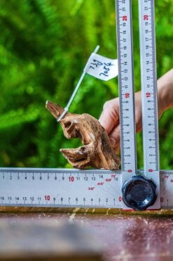 Driftwood For Moss Terrarium, Miniature, Micro Landscape, 7054 -Ncyp Garden Sale Shop IMG 7640 b8a4bcae ab80 42f1 bc3d 64c10debe06b