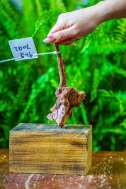 Driftwood For Moss Terrarium, Miniature, Micro Landscape, 7042 -Ncyp Garden Sale Shop IMG 7642