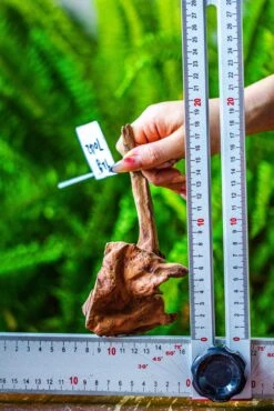 Driftwood For Moss Terrarium, Miniature, Micro Landscape, 7042 -Ncyp Garden Sale Shop IMG 7644 e984b290 047d 4795 938d 05c9339e477f