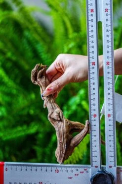 Driftwood For Moss Terrarium, Miniature, Micro Landscape, 7049 -Ncyp Garden Sale Shop IMG 7648