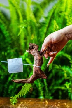 Driftwood For Moss Terrarium, Miniature, Micro Landscape, 7046 -Ncyp Garden Sale Shop IMG 7661