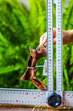 Driftwood For Moss Terrarium, Miniature, Micro Landscape, 7046 -Ncyp Garden Sale Shop IMG 7662