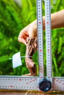 Driftwood For Moss Terrarium, Miniature, Micro Landscape, 7046 -Ncyp Garden Sale Shop IMG 7663