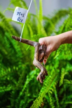 Driftwood For Moss Terrarium, Miniature, Micro Landscape, 7036 -Ncyp Garden Sale Shop IMG 7666