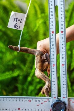 Driftwood For Moss Terrarium, Miniature, Micro Landscape, 7036 -Ncyp Garden Sale Shop IMG 7667