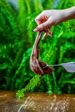 Driftwood For Moss Terrarium, Miniature, Micro Landscape, 7045 -Ncyp Garden Sale Shop IMG 7671