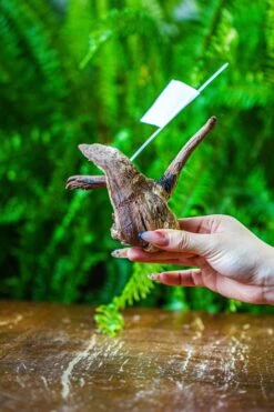 Driftwood For Moss Terrarium, Miniature, Micro Landscape, 7038 -Ncyp Garden Sale Shop IMG 7680