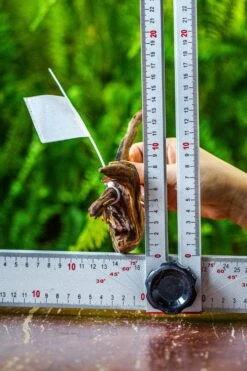 Driftwood For Moss Terrarium, Miniature, Micro Landscape, 7038 -Ncyp Garden Sale Shop IMG 7681