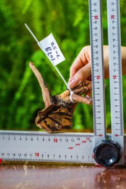 Driftwood For Moss Terrarium, Miniature, Micro Landscape, 7038 -Ncyp Garden Sale Shop IMG 7682