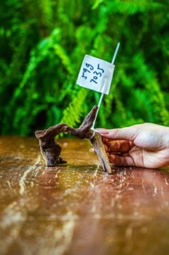 Ncyp Garden Sale Shop 15 Ncyp Garden Sale Shop -Ncyp Garden Sale Shop IMG 7683