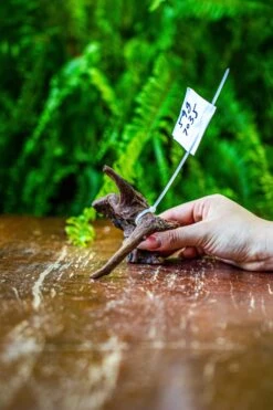 Driftwood For Moss Terrarium, Miniature, Micro Landscape, 7035 -Ncyp Garden Sale Shop IMG 7684
